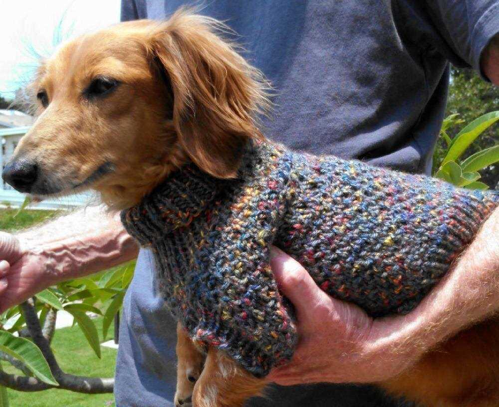 Free knitting patterns for miniature dachshund sweaters