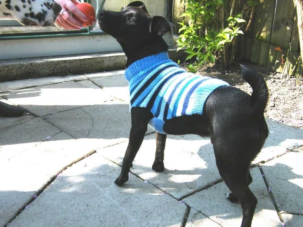 Easy knit large dog sweater patterns free