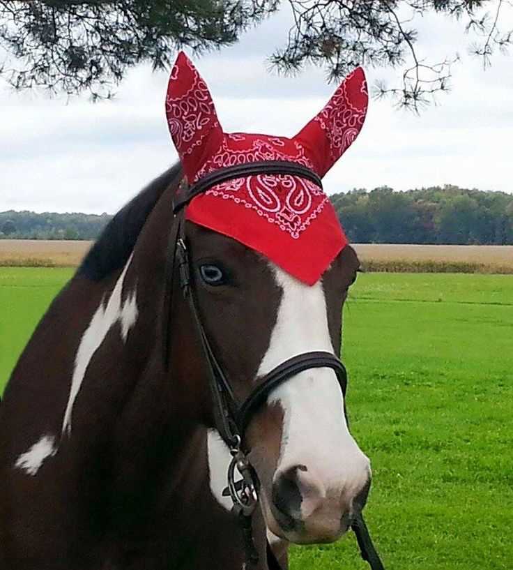 Knit horse bonnet pattern