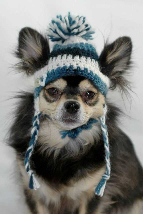 Knit dog hat with ear holes pattern free