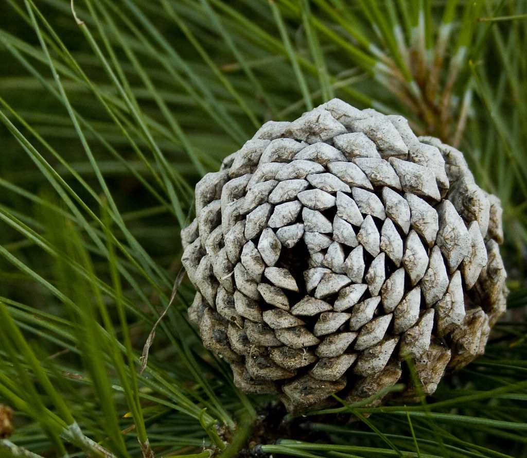 Knitted pine cone pattern