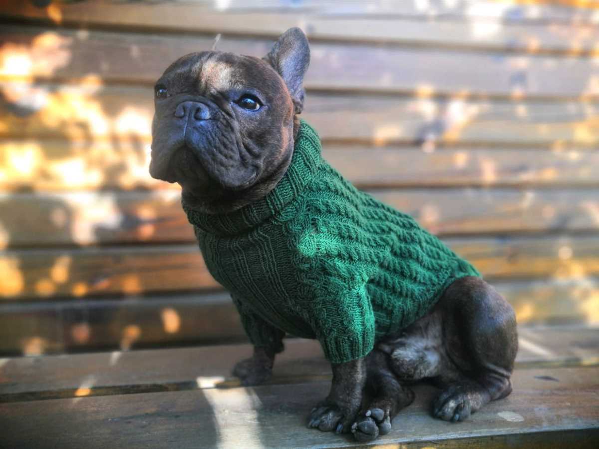 Knitting pattern for french bulldog sweater