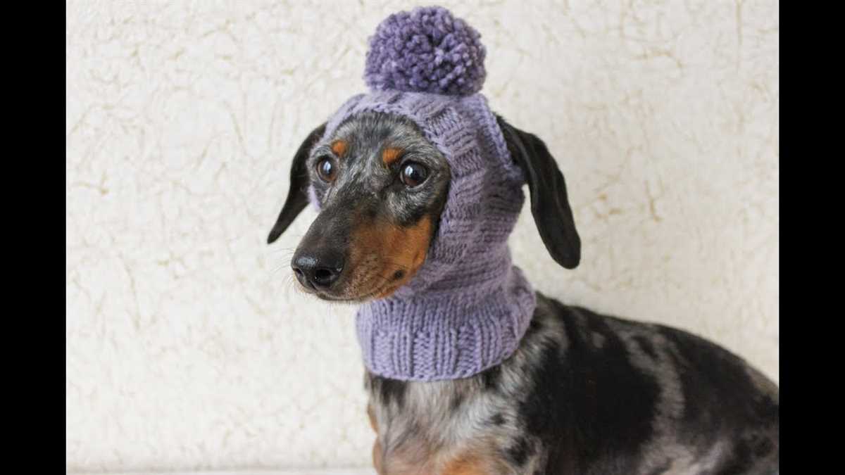 Knitting pattern for small dog hat