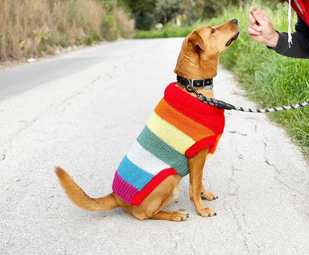 Free knitting pattern for dog coat