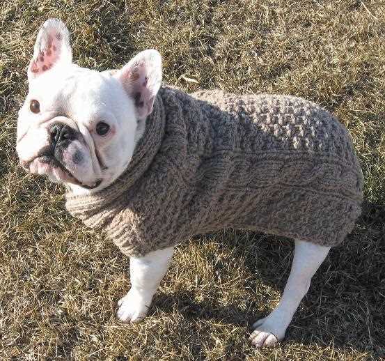 French bulldog knitting pattern free