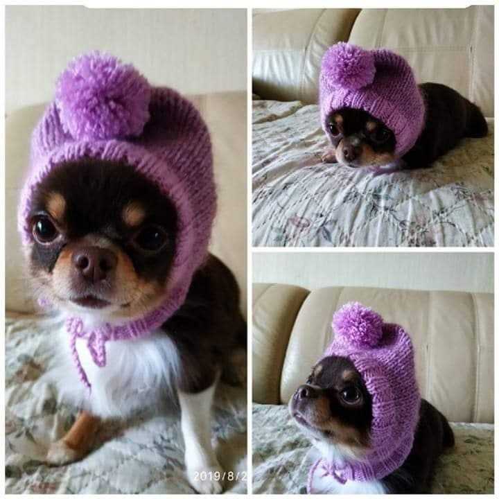 Chihuahua hat knitting patterns free