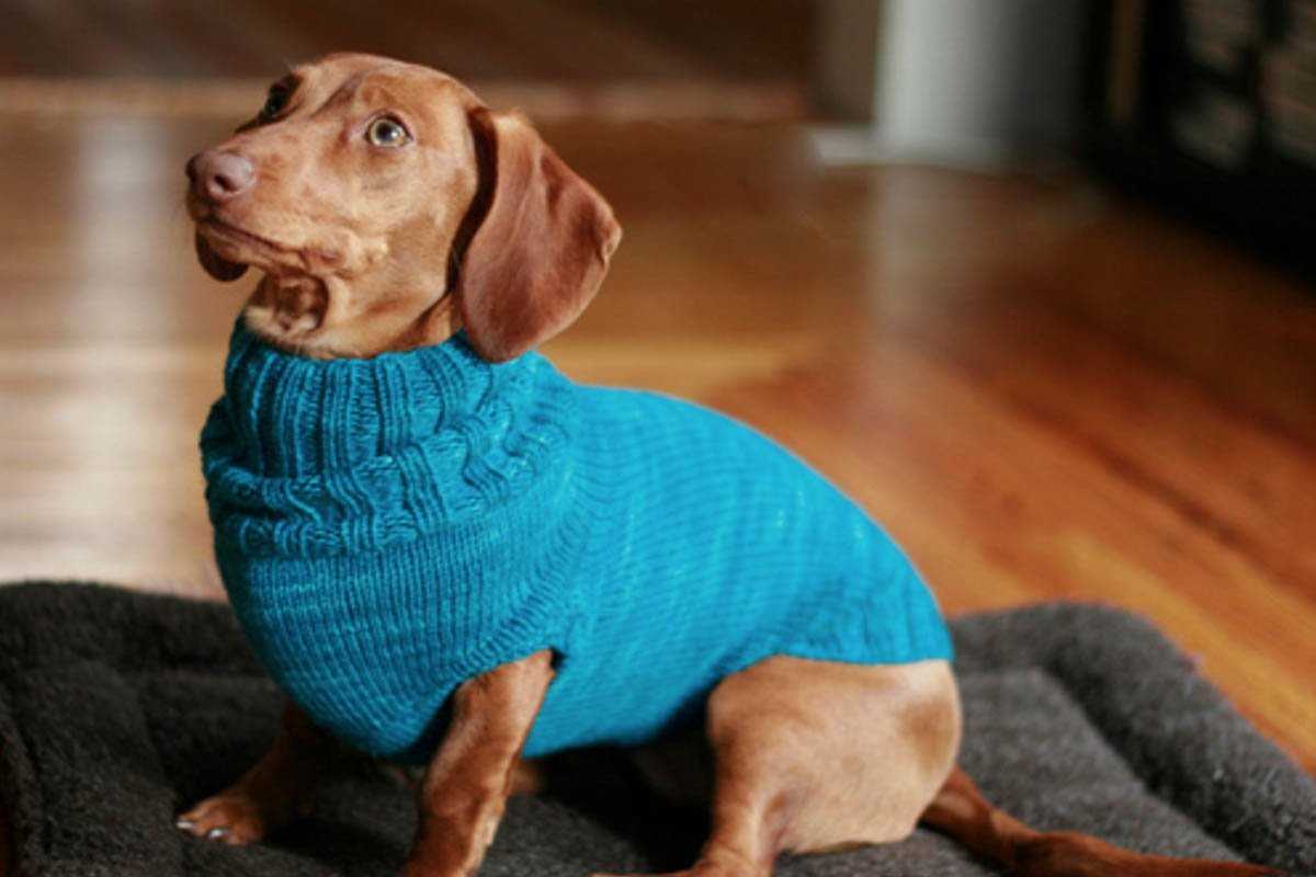 Free knitting patterns for miniature dachshund sweaters