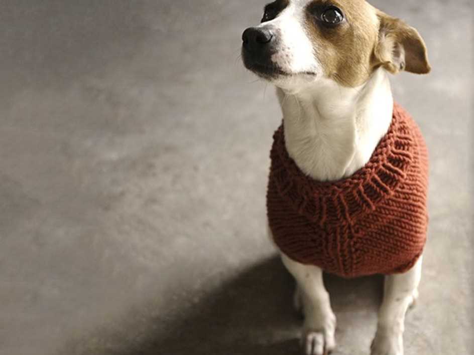 Harness-friendly dog sweater knitting pattern free