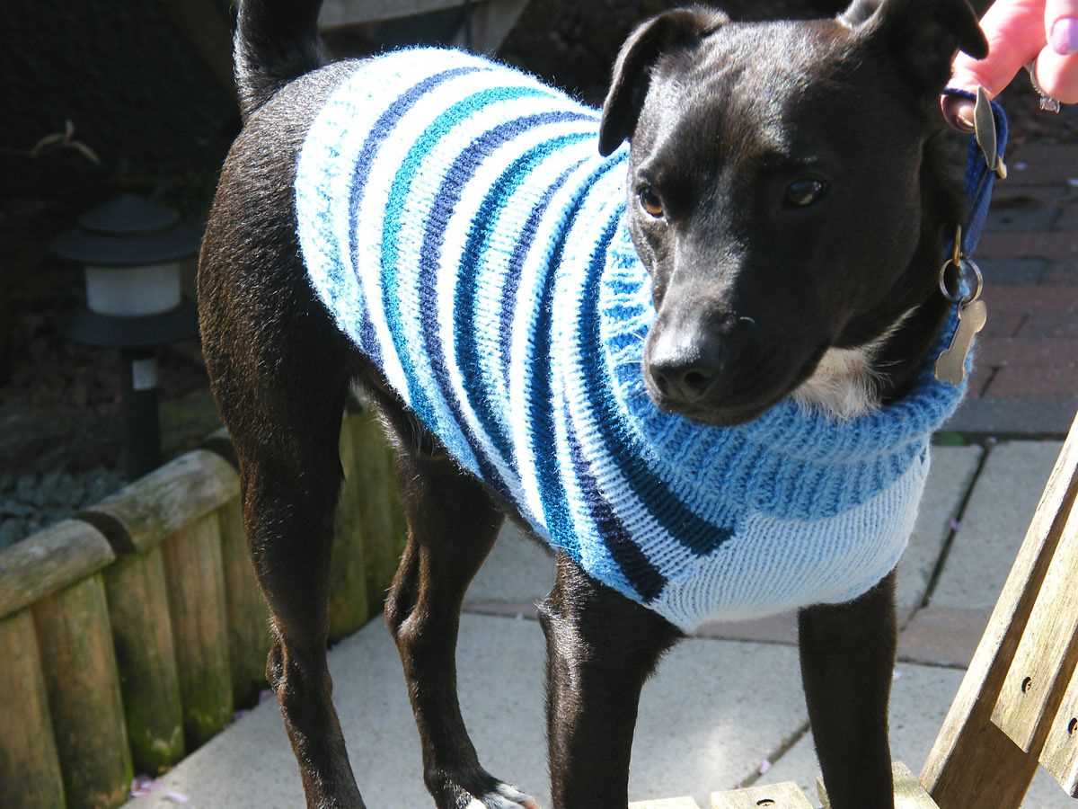 Knit dog coat pattern free