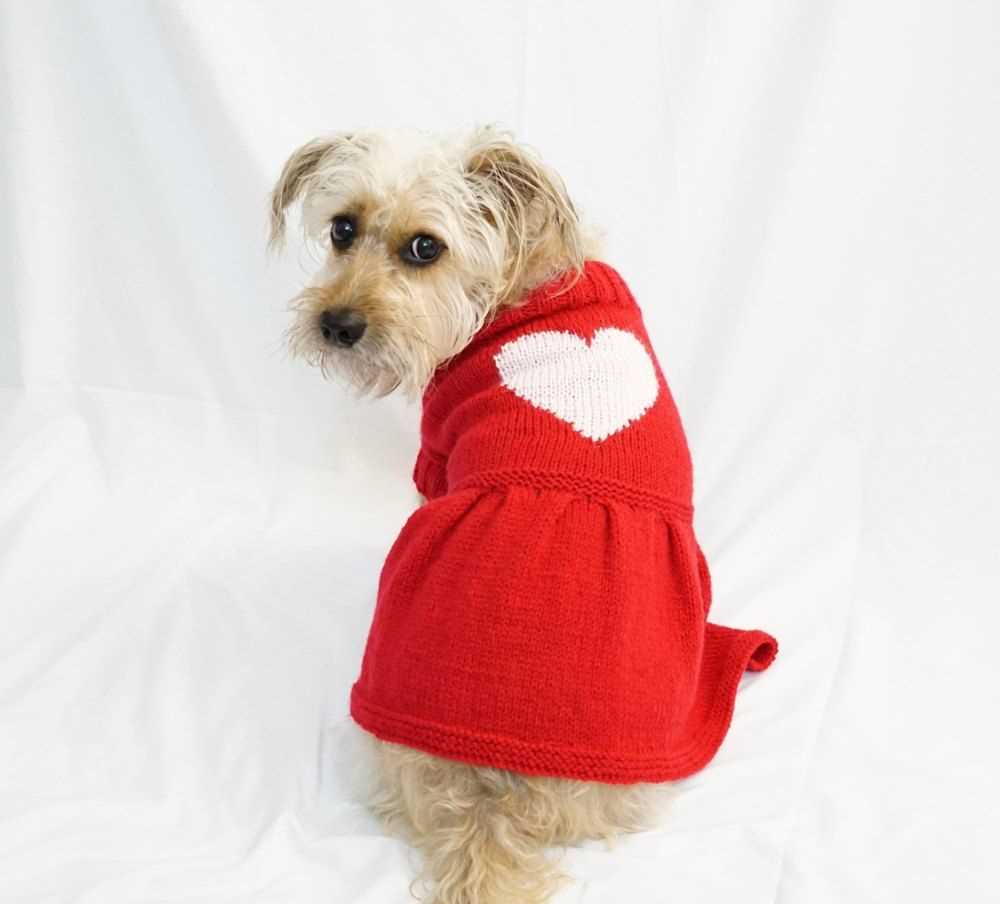 Free knitting pattern for dog coat