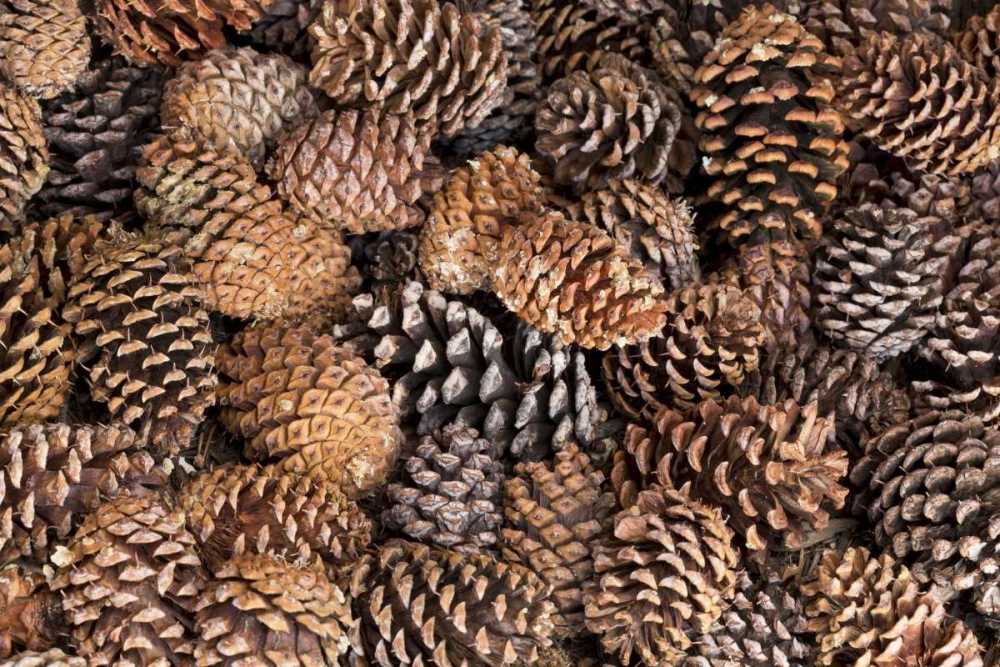 Knitted pine cone pattern