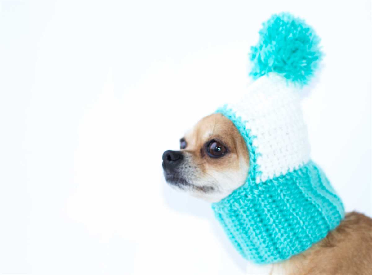 Chihuahua hat knitting patterns free