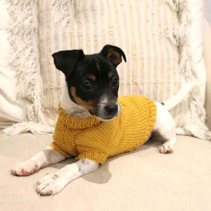 Free pattern for knitted dog sweater for small dogs