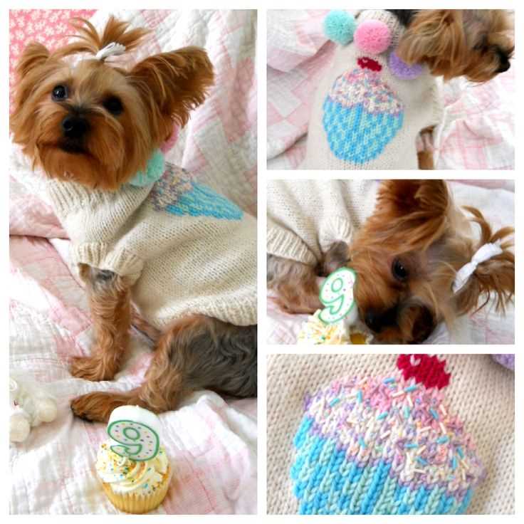 Knitting for pets free patterns