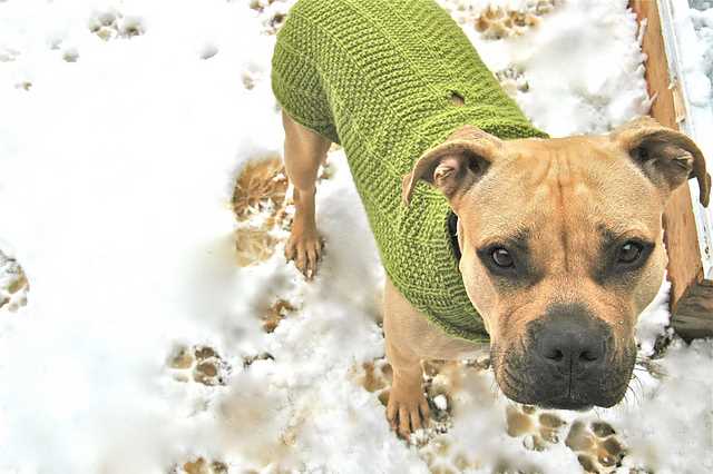 Free knitting pattern for large dog sweater