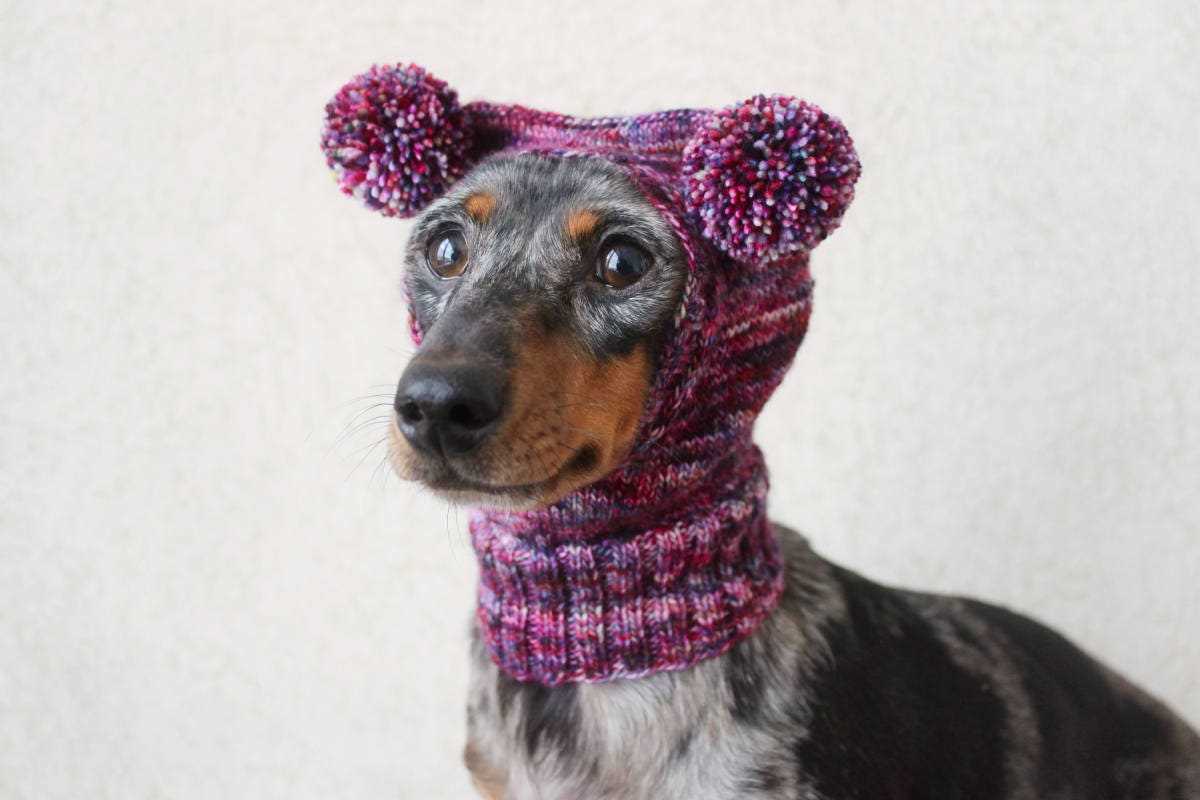 Knitting pattern for small dog hat