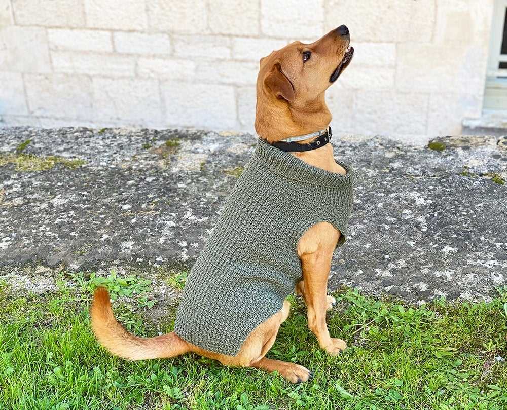 Knit dog sweater pattern free easy