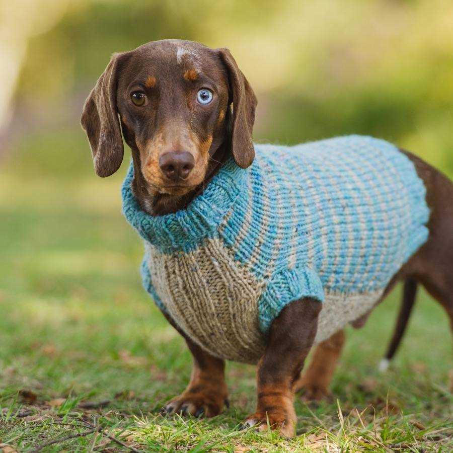 Dachshund jumper knitting pattern