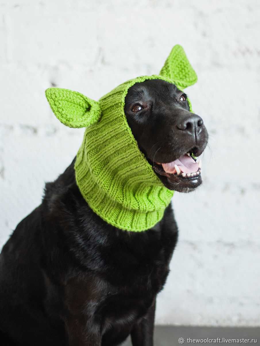 Dog snood knitting pattern free