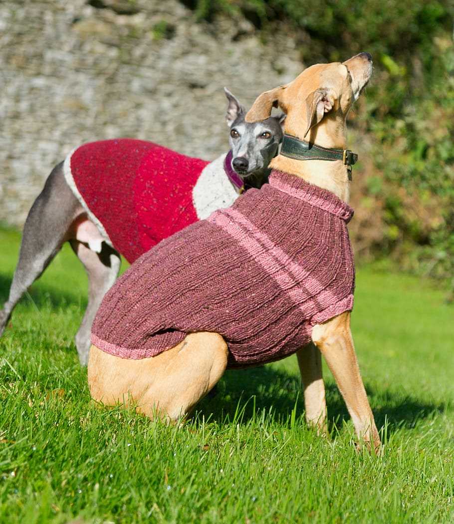 Free dog coat knitting patterns to download