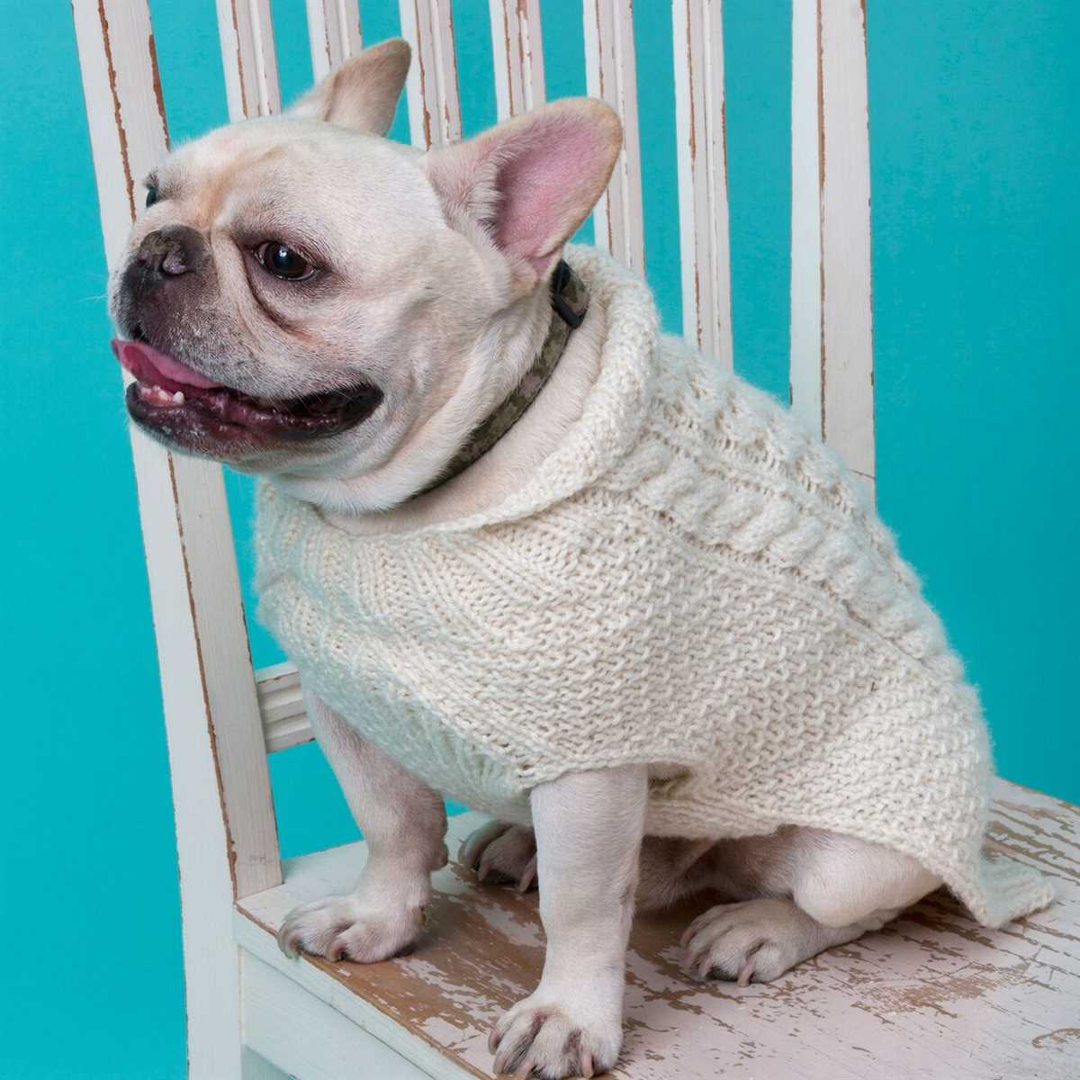French bulldog knit sweater pattern