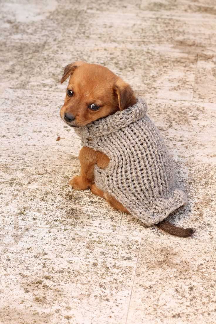 Chihuahua knitting pattern