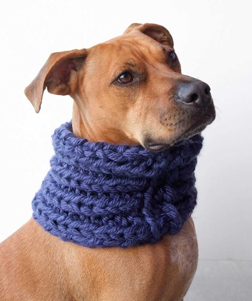 Knitted dog scarf pattern free