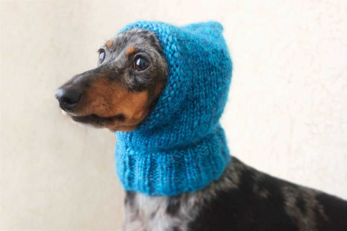 Knitting pattern for small dog hat