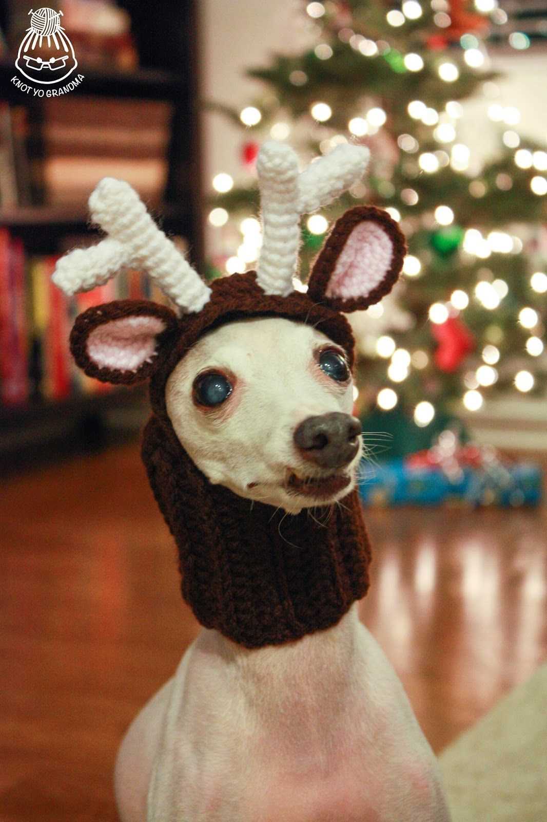 Dog reindeer hat knitting pattern free