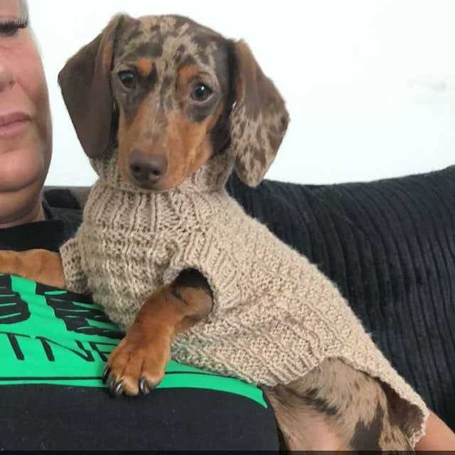 Free knitting patterns for miniature dachshund sweaters