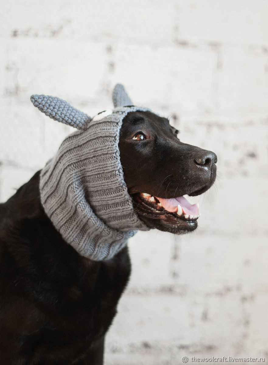 Dog snood knitting pattern free