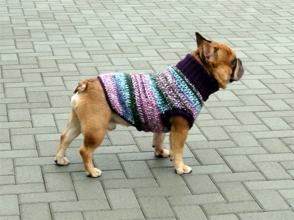 Knitting pattern for french bulldog sweater