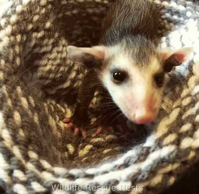 Wildlife rescue nests knitting patterns