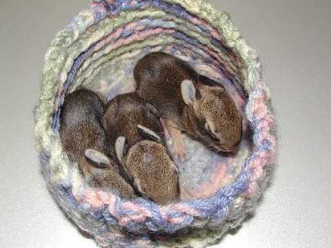 Wildlife rescue nests knitting patterns