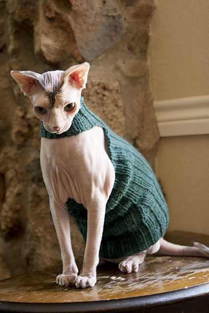 Sphynx cat sweater knitting pattern