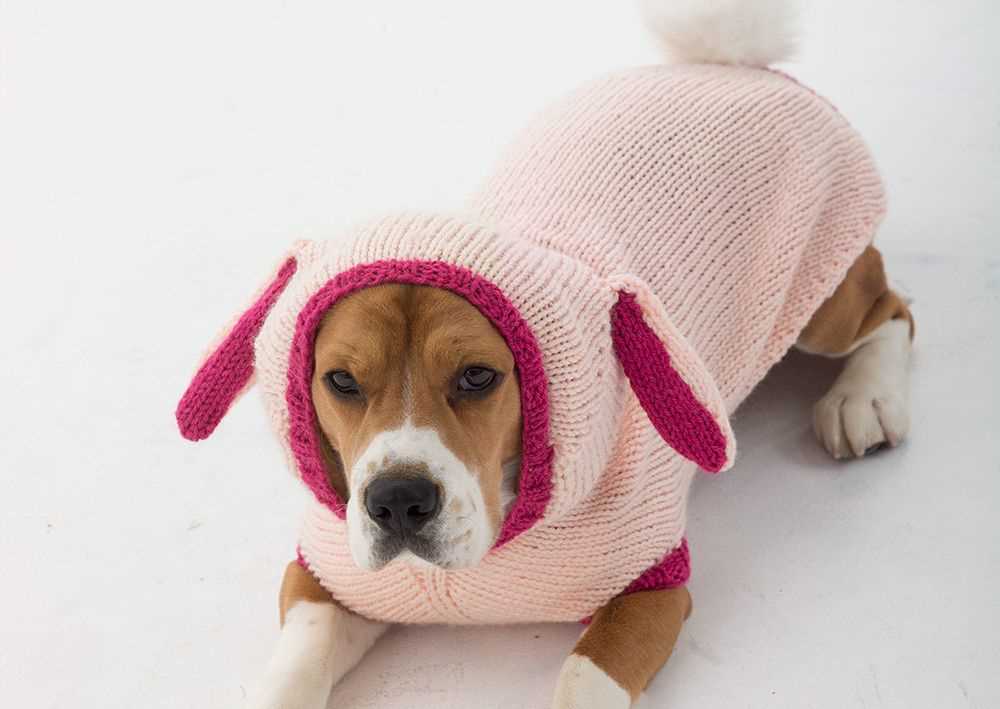 Dog sweater patterns to knit