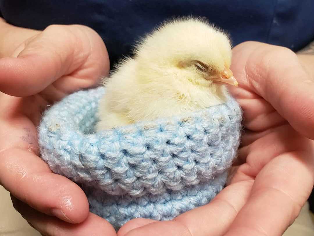 Wildlife rescue nests knitting patterns