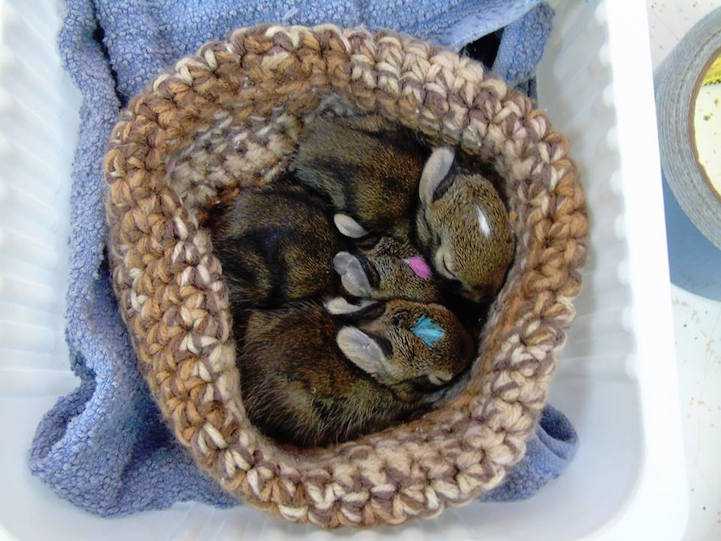 Wildlife rescue nests knitting patterns