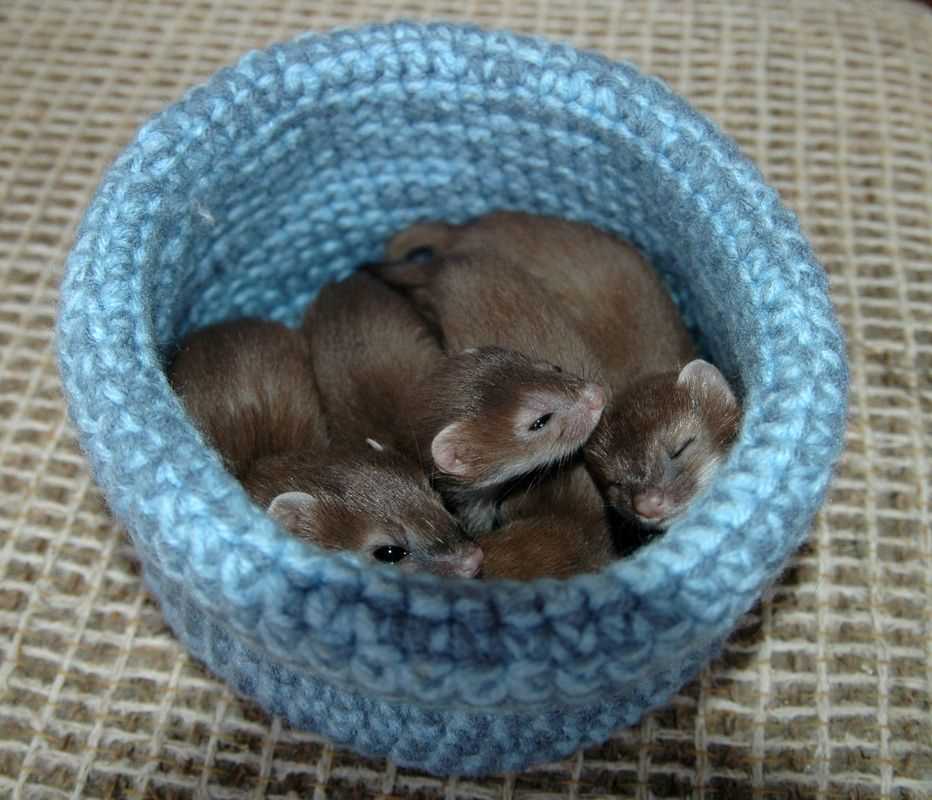 Wildlife rescue nests knitting patterns