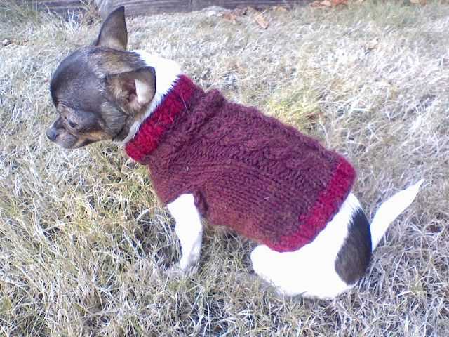 Chihuahua knitting pattern