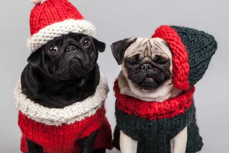 Free christmas knitting patterns for dogs