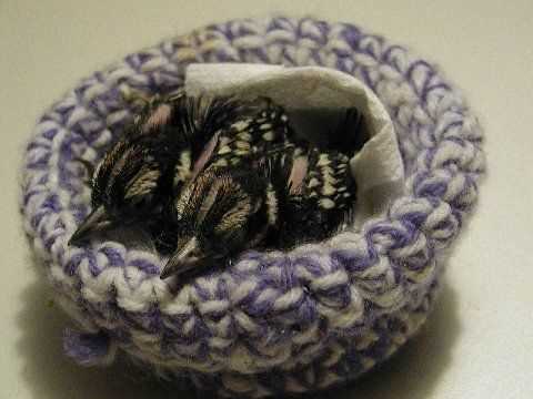 Wildlife rescue nests knitting patterns